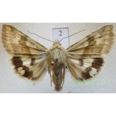 Heliothis maritima Graslin, 1855 Slovakia2